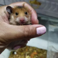 بچه همستر شیطون