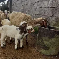 گوسفند دو قلو زا