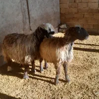 شیشک|حیوانات مزرعه|شیراز, شهرک مخابرات|دیوار