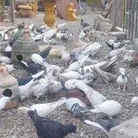 کبوتر یاهو|پرنده|قم, یزدان‌شهر|دیوار