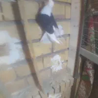 نقره|جواهرات|گناباد, |دیوار