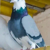 فروش چند عدد حیون کار درست