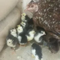 فرش|فرش|کهنوج, |دیوار