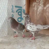 کفترپرشی|پرنده|رشت, عینک|دیوار