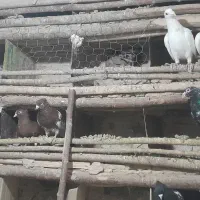 کفتر|پرنده|تربتحیدریه, بیمارستان رازی|دیوار