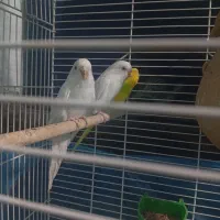 یک جفت مرغ عشق آلبینو