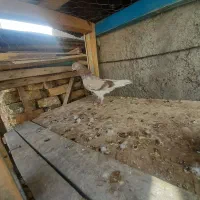 کبوتر|پرنده|سراب, |دیوار