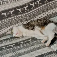 واگذاری گربه نر عقیم شده