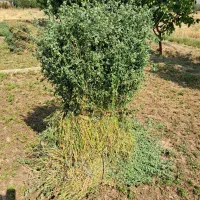 یونجه‌خالص‌درجه‌یک ۱۶۰بسته