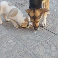 سگ ژرمن ماده ویه توله نر