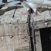 کبوتر