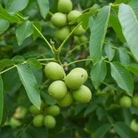 فروش مستقیم نهال گردوی درجه یک از نهالستان|گل و گیاه طبیعی|کامیاران, |دیوار