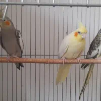 یک جفت عروس هلندی مولد بایک جوجه بالغ|پرنده|کنگاور, |دیوار