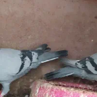 پشتی کبوتر|پشتی|مشهد, بهار|دیوار