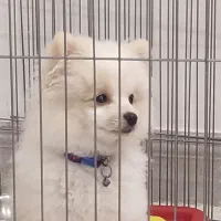 واگذاری پامر خرسی