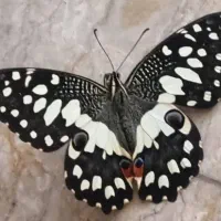 پرستار کودک