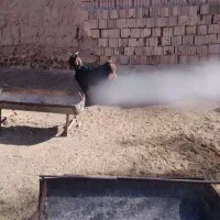 کهره ماده چاق کشتنی|حیوانات مزرعه|میبد, |دیوار