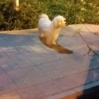 باسلام یک عدد توله سگ ماده به فروش میرسد|سگ|قم, مسکن مهر|دیوار