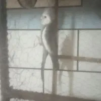عروس هلندی سخنگو دستی نر