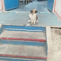 سگ پامر ماده 9 ماهه دو رنگ سایز ریز