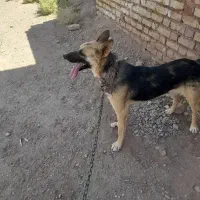 سگ ژرمن|سگ|زرند, |دیوار