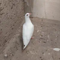 کبوتر سار نر جوانه