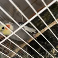 جفت عروس هلندی مولد|پرنده|مشهد, امام خمینی|دیوار