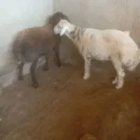 بره