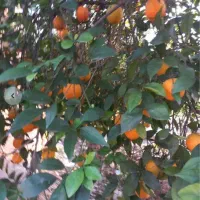 500|فروش زمین و ملک کلنگی|دزفول, |دیوار