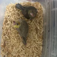 عروس هلندی|پرنده|رشت, شهریاران|دیوار