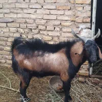 چپش آلپاین|حیوانات مزرعه|اردکان, |دیوار