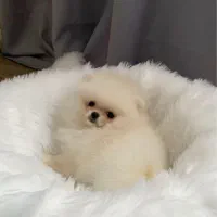 پامرکده سگ پامر خرسی اورجینال.پامرانین عروسکی|سگ|شیراز, فرهنگ شهر|دیوار