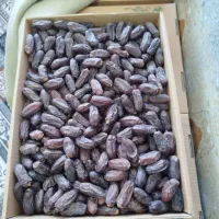 خرما افغانی دریک