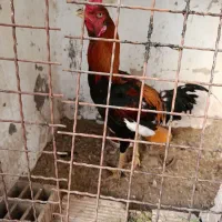 خروس لاری|حیوانات مزرعه|اهواز, بیست متری شهرداری|دیوار