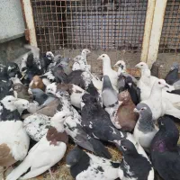 کفتر یا کبوتر بیرونی ب شرط هوا|پرنده|شیراز, پودنک|دیوار