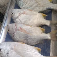 ماهی شوم صید قلاب تازه تازه