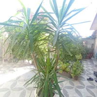 گل یوکا