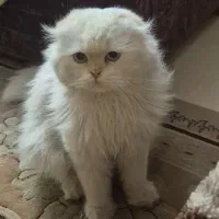 گربه نر اسکاتیش بریتیشن گردن گیر واسه جفتگیری