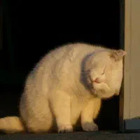 نیازمند گربه