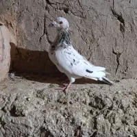 کبوتر هفت رنگ|پرنده|جوین, |دیوار