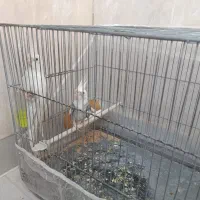 عروس هلندی