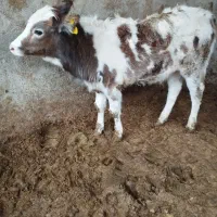 1راس گوساله ماده