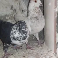 کبوتر|پرنده|یاسوج, |دیوار