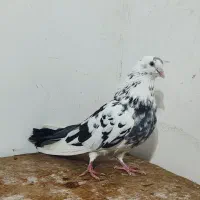 کبوتر پرشی|پرنده|آستانه اشرفیه, |دیوار