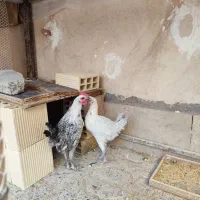 مرغ و خروس نژاد اصیل