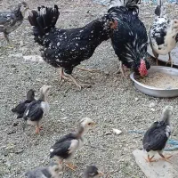 تخم مرغ نطفه دار گلین نسیم شهر|حیوانات مزرعه|بهارستان, |دیوار