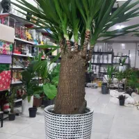 گل یوکا|گل و گیاه طبیعی|الوند, |دیوار