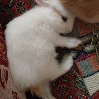 خرگوش|موش و خرگوش|کرمانشاه, |دیوار