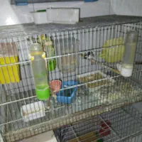 عروس هلندی وفنچ گلدیا