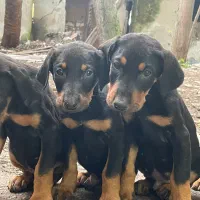 توله دوبر من ۲ماه